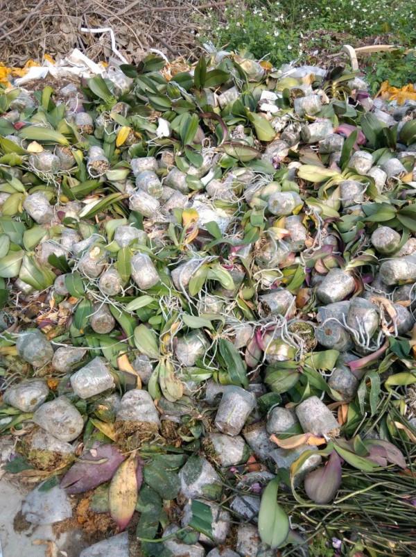 平時的“貴貨花”，路邊扔了一卡車，趕緊撿回家