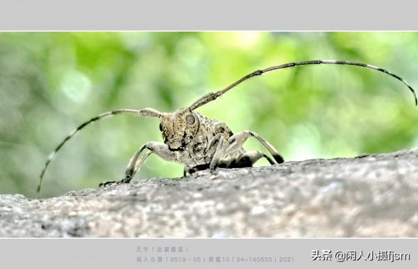 手機昆蟲攝影:天牛,拍攝技巧分享,你見過這幾種天牛嗎? 手機昆蟲攝影:天牛,拍攝技巧分享,你見過這幾種天牛嗎?