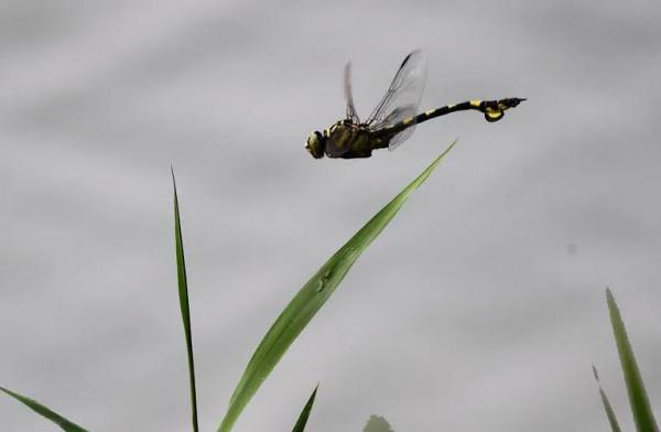 與直升機最為相似的一種蜻蜓 大團扇春蜓