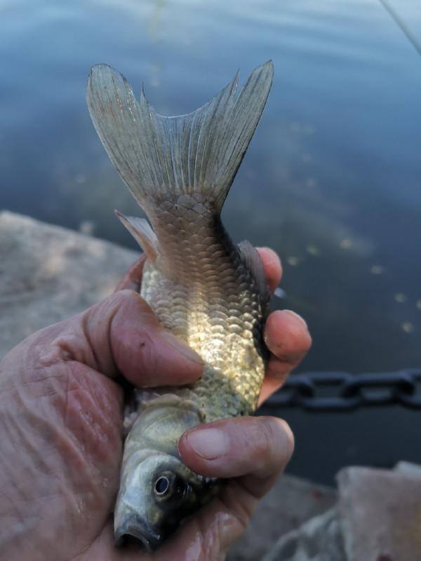 靈活多變才是漁獲的關鍵，大師的制勝法寶得好好學