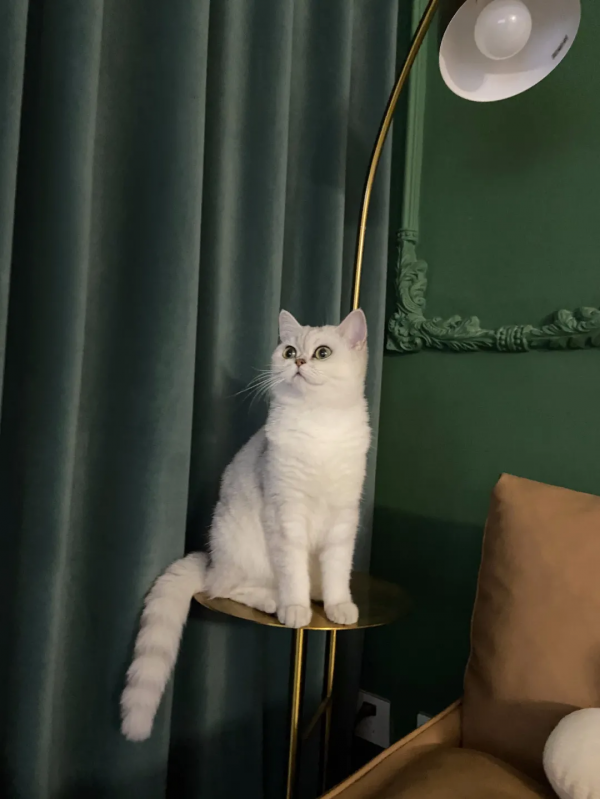 在快要抑鬱的時候，我養了只小貓