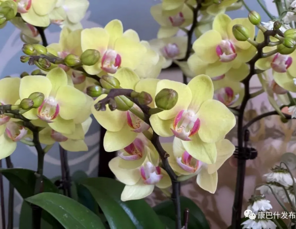 新春走基層丨買盆鮮花過大年