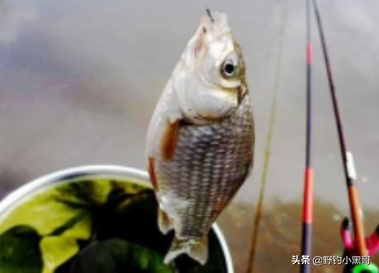 水面魚泡氾濫，魚兒上躥下跳，還是釣不上來？跟這幾點有關係