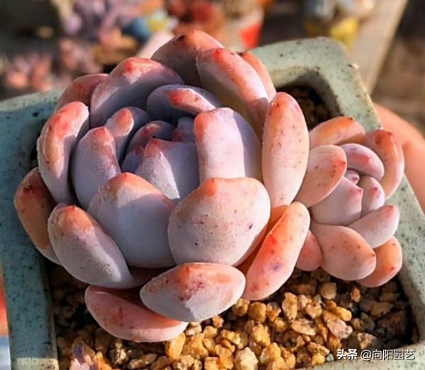 封閉陽臺養多肉，養出好狀態，補光燈必不可少，否則就是白菜色