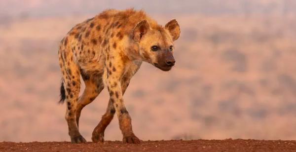 鬣狗愛乾淨?事實上關於鬣狗的這些傳聞都不真實,它們也不是犬科 鬣狗愛乾淨?事實上關於鬣狗的這些傳聞都不真實,它們也不是犬科