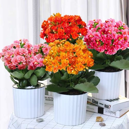 適合小盆養的“4種花”，小盆更精神，愛開花