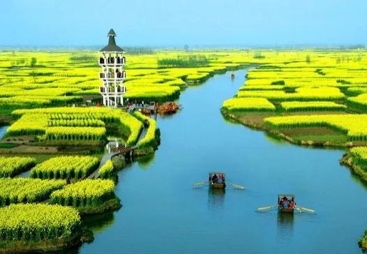 美麗景色，油菜花海，美不勝收，金燦燦，飄著淡淡的香味