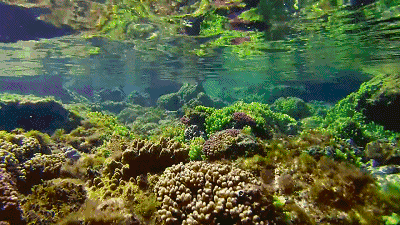 怎麼才能更愉快地和動植物交朋友 怎麼才能更愉快地和動植物交朋友