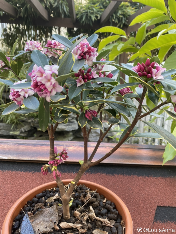 6種花，二月底快扦插，十幾天就生根