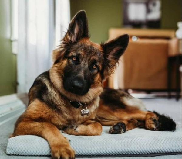 如果這世上有後悔藥，我不會再養德牧