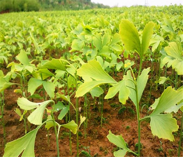 2種街道常見綠化樹，選根枝條“高壓扦插”，做成盆景價格更高