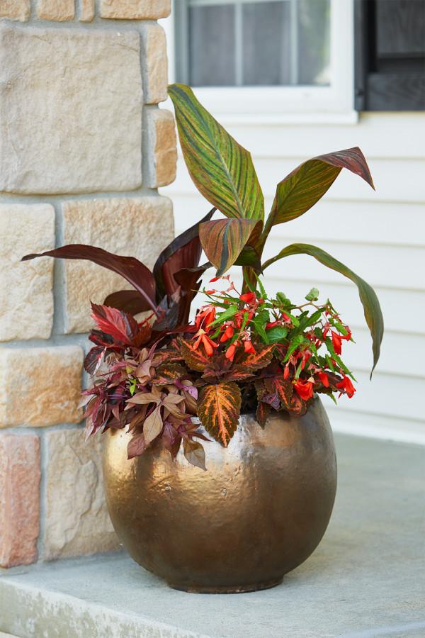 50個庭院植物搭配,幫你設計出絕美的治癒系小花園,收藏啦 50個庭院植物搭配,幫你設計出絕美的治癒系小花園,收藏啦