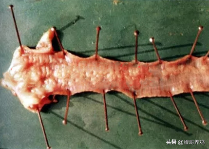 雞群伸脖、張嘴、喘氣,咋回事?搞懂這4點,養雞人輕鬆應對 雞群伸脖、張嘴、喘氣,咋回事?搞懂這4點,養雞人輕鬆應對