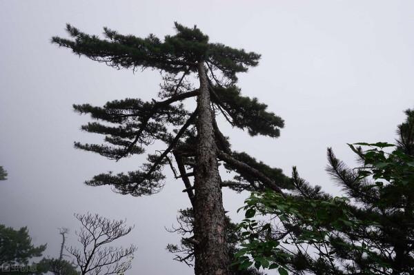 本期隆重推出《十叟長壽歌》及解讀，養生大法還看華夏智慧