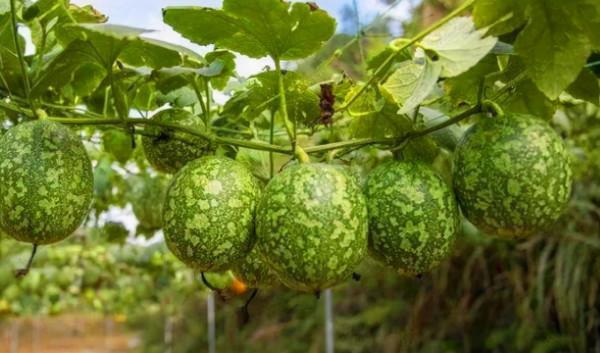 吊瓜子:常被人認為有毒,種子卻30元一斤,早已有人靠種它致富 吊瓜子:常被人認為有毒,種子卻30元一斤,早已有人靠種它致富