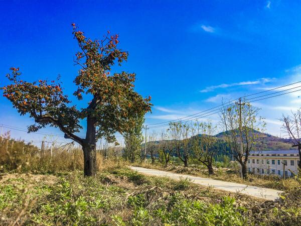 柿子樹最怕什麼?哪些東西會導致根系腐爛、樹皮受損和樹幹空心? 柿子樹最怕什麼?哪些東西會導致根系腐爛、樹皮受損和樹幹空心?