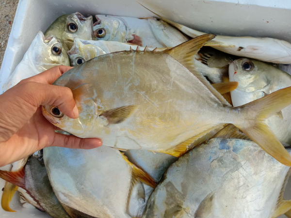 一個90後小夥，辭職下海釣魚，直言靠釣魚賺錢，現狀如何呢？