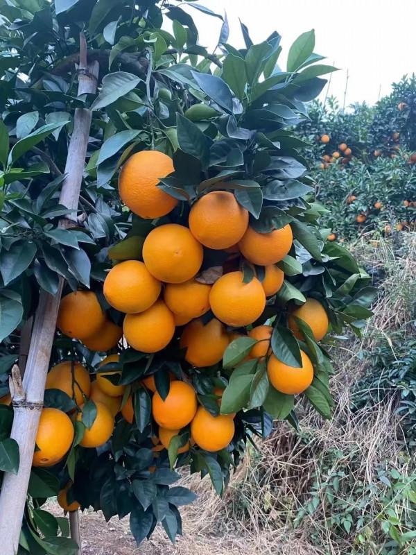 你可能不知道的&OpenCurlyDoubleQuote;江西&rdquo;！其一