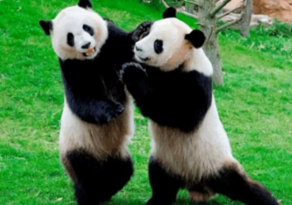 野生大熊貓增多，會跑到其他國家，變成非中國獨有物種嗎？