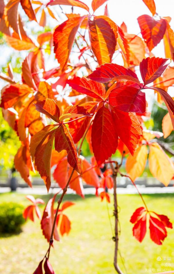平朔公園的爬山虎