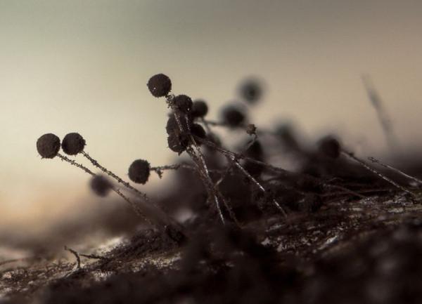 一組日常常見物品的微觀照片，微觀世界原來這麼美