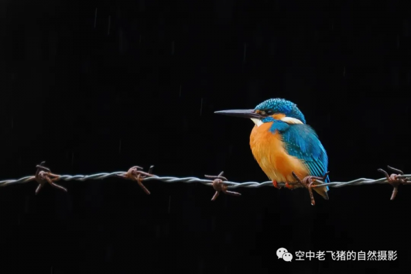 一劍封喉——新機OM-1拍鳥深度測評