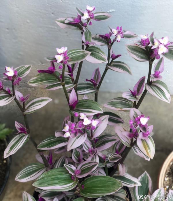 家裡別隻養綠蘿，15種精緻耐陰花，光照不好也能長很美