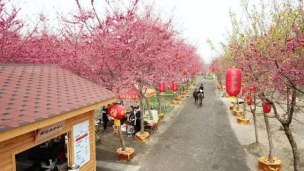 「秦櫻園」數百畝緋紅櫻花連成片