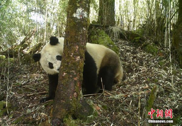 四川栗子坪保護區紅外相機拍到多種珍稀野生動物