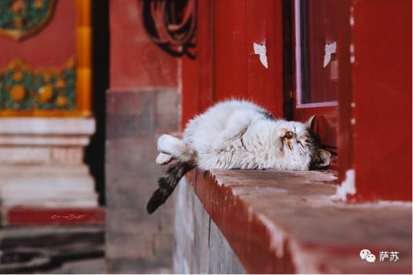 慈禧就寢時遭遇“神火飛鴉”空襲,是革命黨人的新式武器嗎? 慈禧就寢時遭遇“神火飛鴉”空襲,是革命黨人的新式武器嗎?