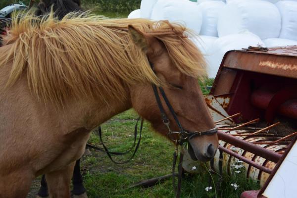 冰島馬最獨特的標誌是它額頭前面的&OpenCurlyDoubleQuote;斜劉海&rdquo;，又特別又可愛