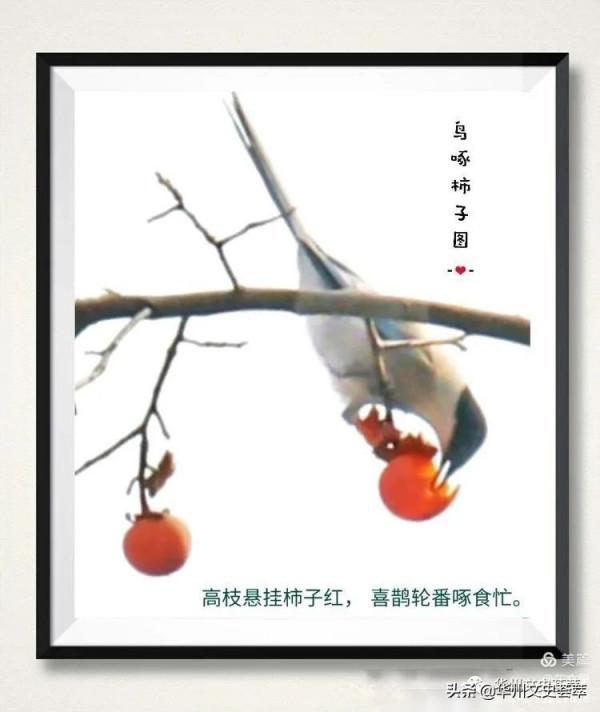 華州李坡一景：鳥啄柿子
