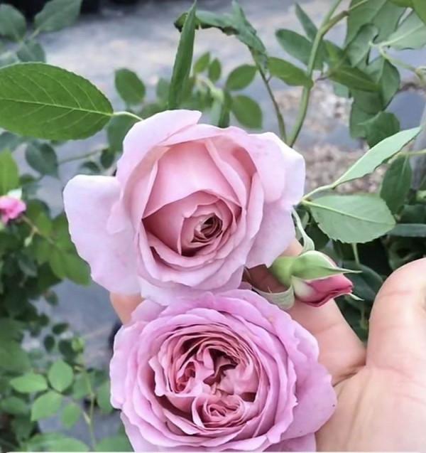 家中養花養不活?不是你不會養!試試這3種花 家中養花養不活?不是你不會養!試試這3種花