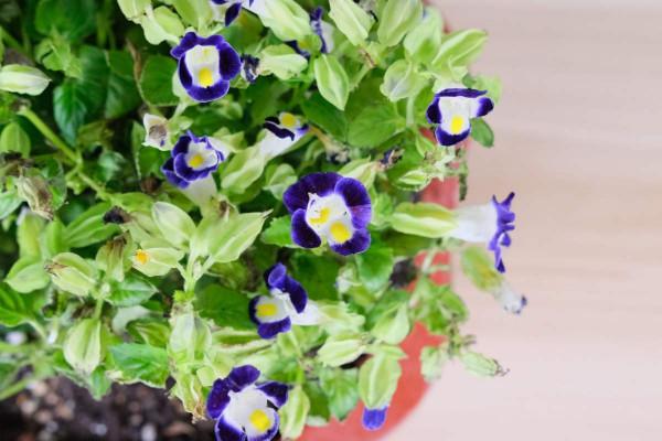 天氣太熱養不活花？試一試3種花！好看好養還耐熱