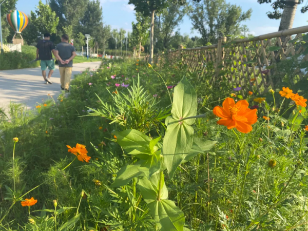 驚豔！海淀這個藝術園區繁花似海，還有戶外音樂營地、親子牧場......滿滿文藝範兒！