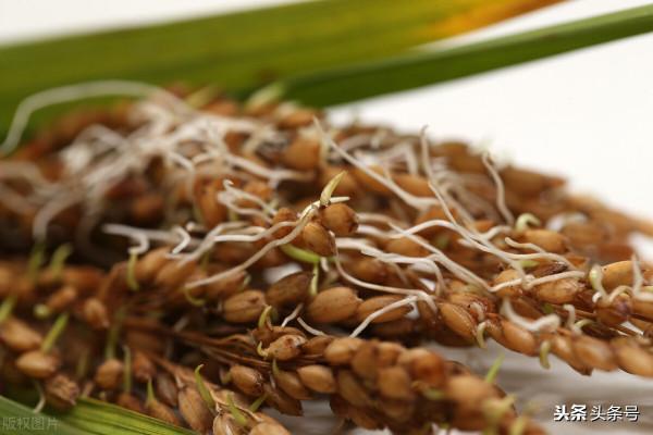 天氣預報：2021年秋收好不好？就看八月十三天氣，看老祖宗怎麼說