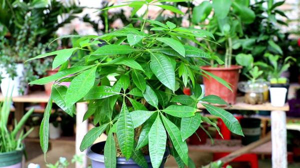 不能多曬的&OpenCurlyDoubleQuote;11種花&rdquo;，曬多了葉子就捲曲、發黃，越養越糟糕