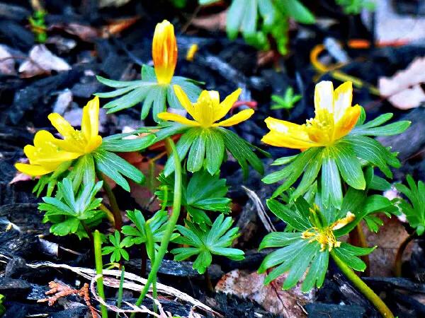 冬菟葵～頂生一朵黃花，花期冬季至早春