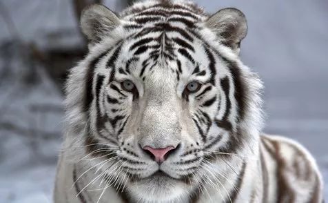 印度珍稀物種 | 有些貓，負責威武就夠了