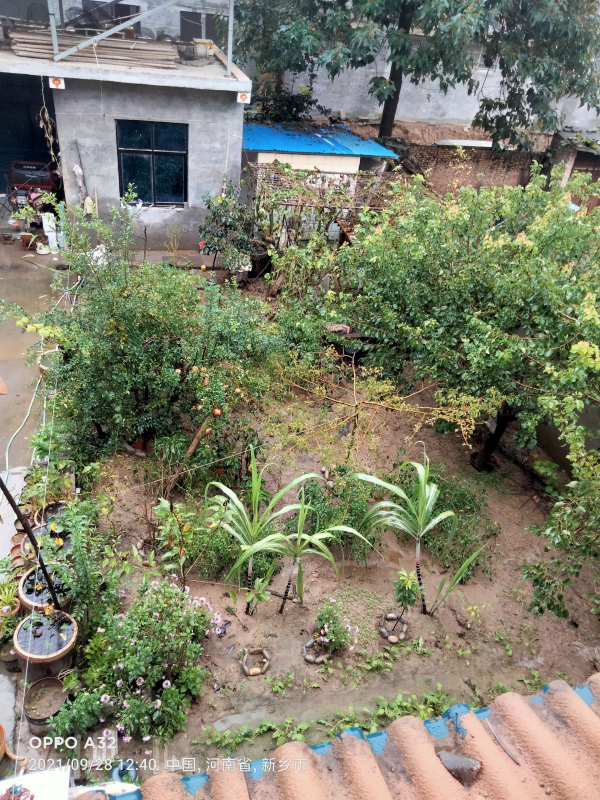 老話說“房前不栽樹,屋後不種花”,究竟是科學,還是迷信? 老話說“房前不栽樹,屋後不種花”,究竟是科學,還是迷信?