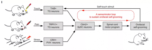 Neuron│曹鵬實驗室發現重複刻板行為的閉環神經機制