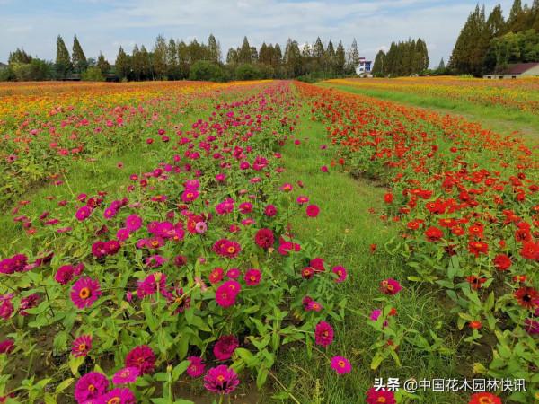 花米共享農場以花為媒引遊客 多業態創新經營啟用鄉村振興