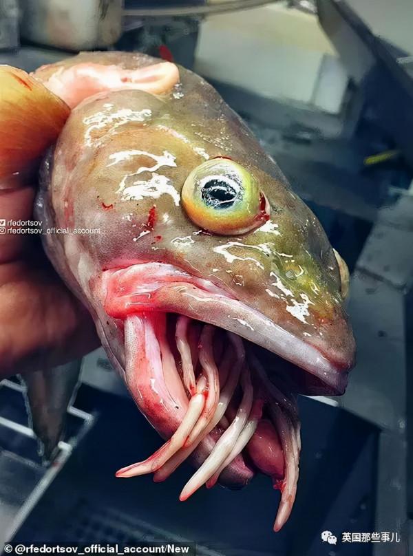 俄羅斯漁夫的深海怪魚又來了...這波依然是高能獵奇！突破天際