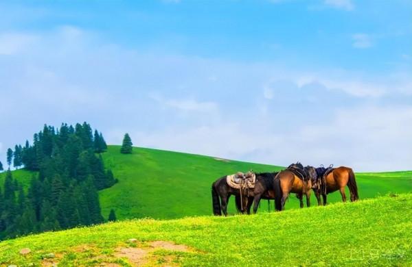 中國最美的9大草原，一輛車，三五好友，就可以馳騁在草原上