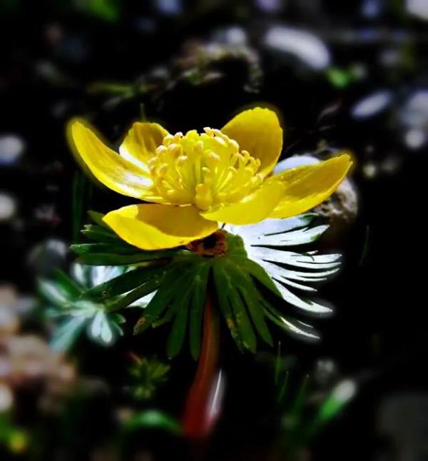 冬菟葵～頂生一朵黃花，花期冬季至早春