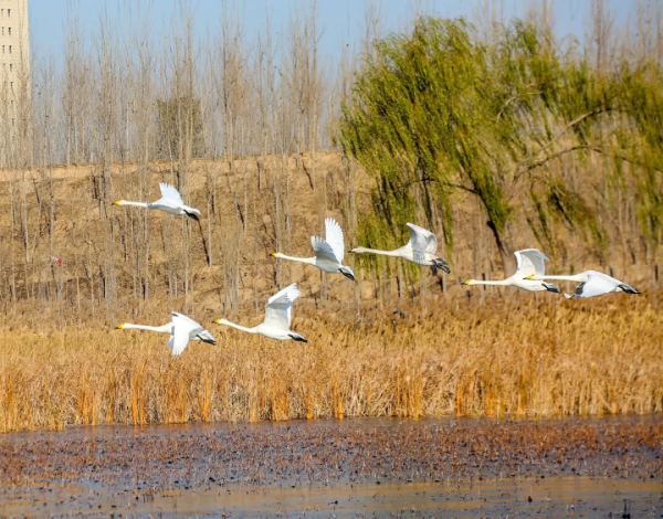 冬日精靈出沒山東！又是一年候鳥季，畫面美翻了！