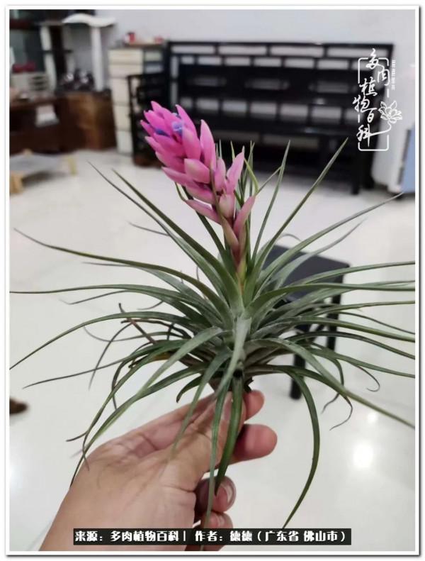 廣東的多肉陽臺:生命不息,折騰不止 廣東的多肉陽臺:生命不息,折騰不止