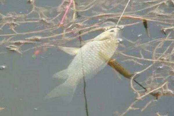 鯽魚為何起浮離底，這些因素不能小覷