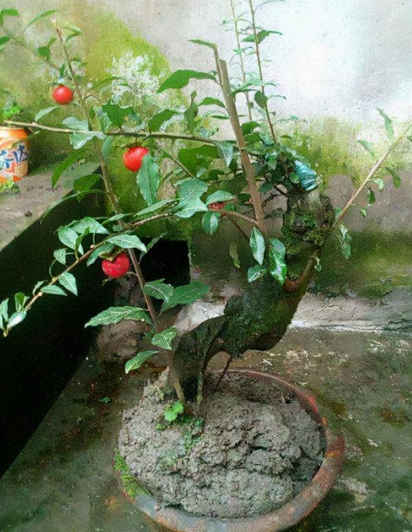 客廳最適合養“3種樹”，既高檔，又能助健康，懂樹的人都會養