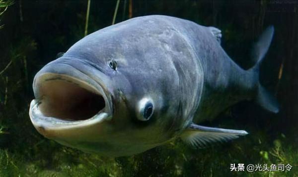 長江“十年禁漁”，十年後魚類能長多大？能繁殖多少？